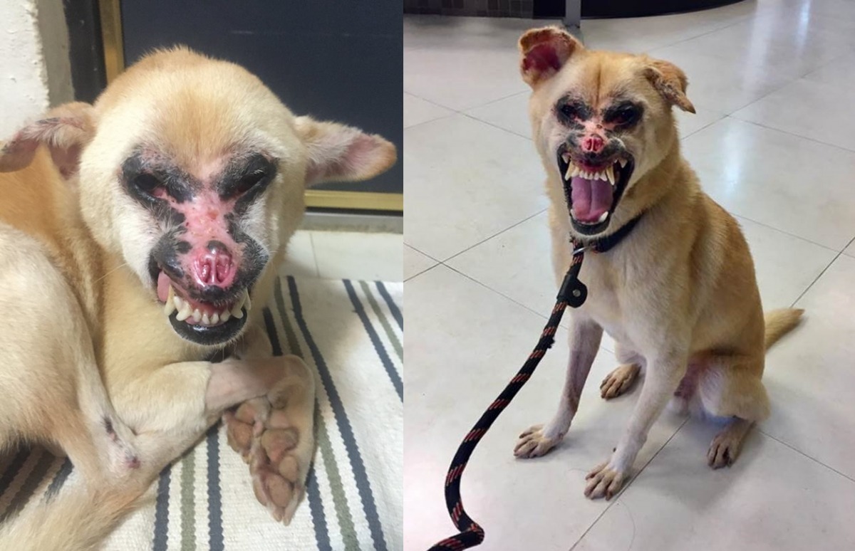 布丁的照片讓看到的粉絲都非常心疼。除了吃藥之外,布丁的臉部需要保持乾燥,吃完飯、喝完水後,一定要幫牠把臉擦乾。 取自The PACK Sanctuary