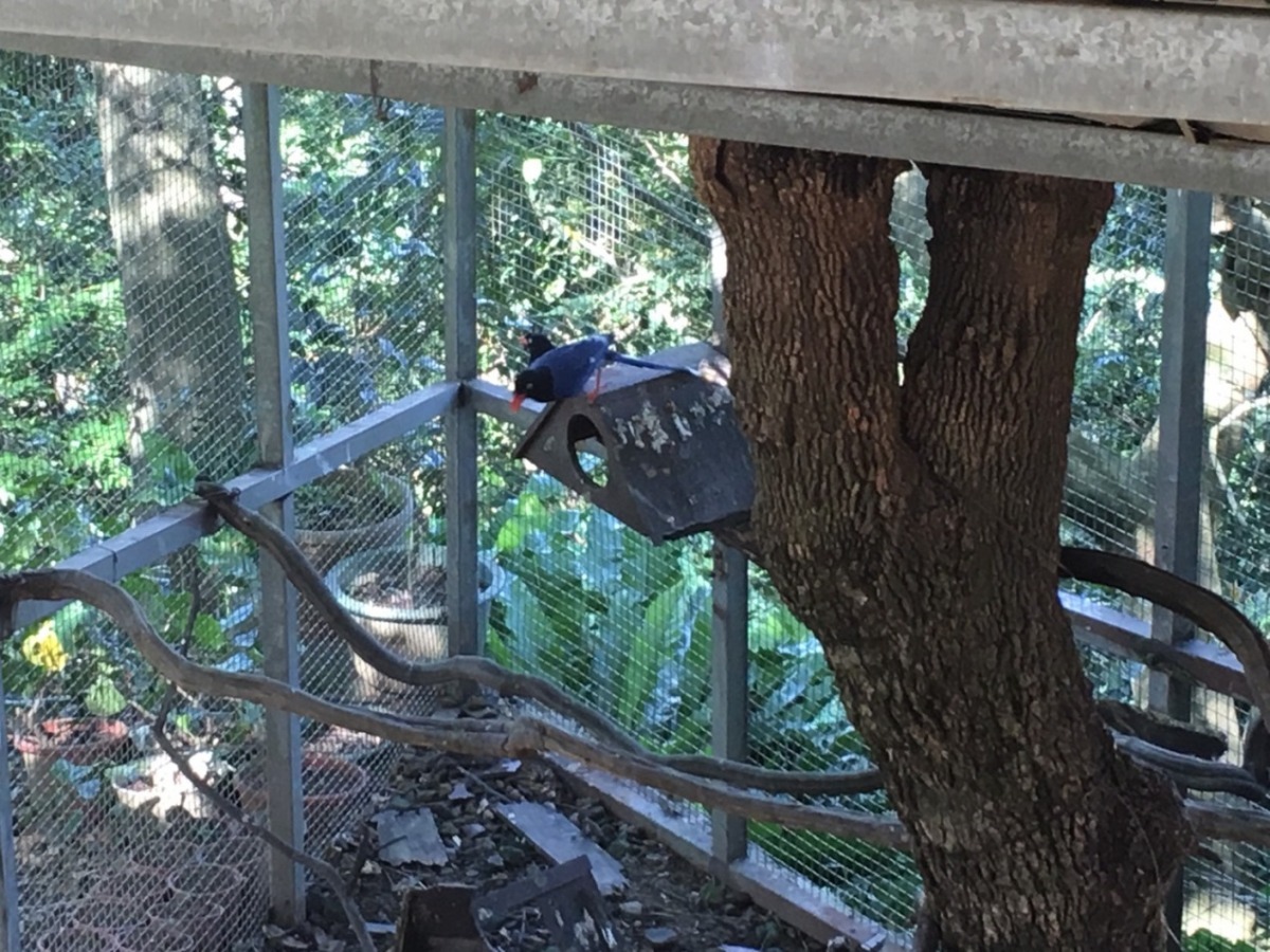 呂姓飼主違法飼養的臺灣藍鵲。　新北市動保處/提供