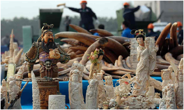 圖為中國廣東省南部的東莞，工人在摧毀沒收的象牙。　資料照，取自網路