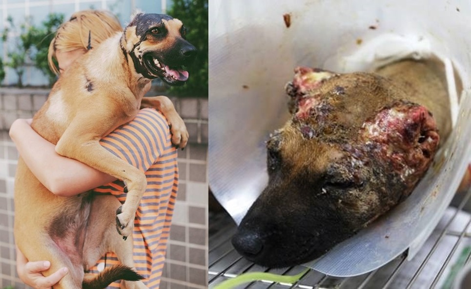 有媽的孩子像個寶! 李孟寶/提供;新北市動保處/攝