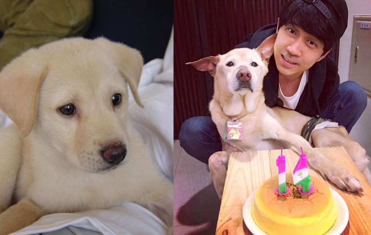 光良愛犬小High於18日早上過世。圖為小High小時候的照片,和今年2月度過14歲生日時地慶生照。 取自小High粉絲專頁