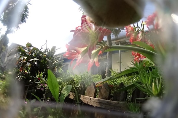 戶外貓咪眼中的世界,比我們想像中的美。 大亦睿與三喵卡樂/提供