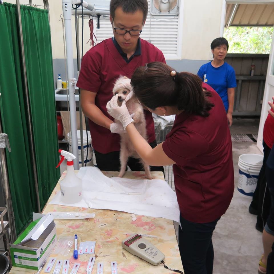 帶回八里動物之家的犬隻，皆已做過初步的健檢和醫療。　新北市動保處/提供