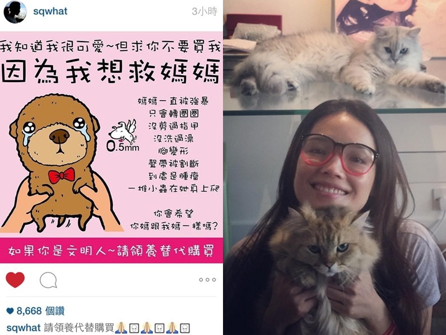 舒淇也是愛貓人士，常在個人instagram上放跟貓咪的合照。　取自網路