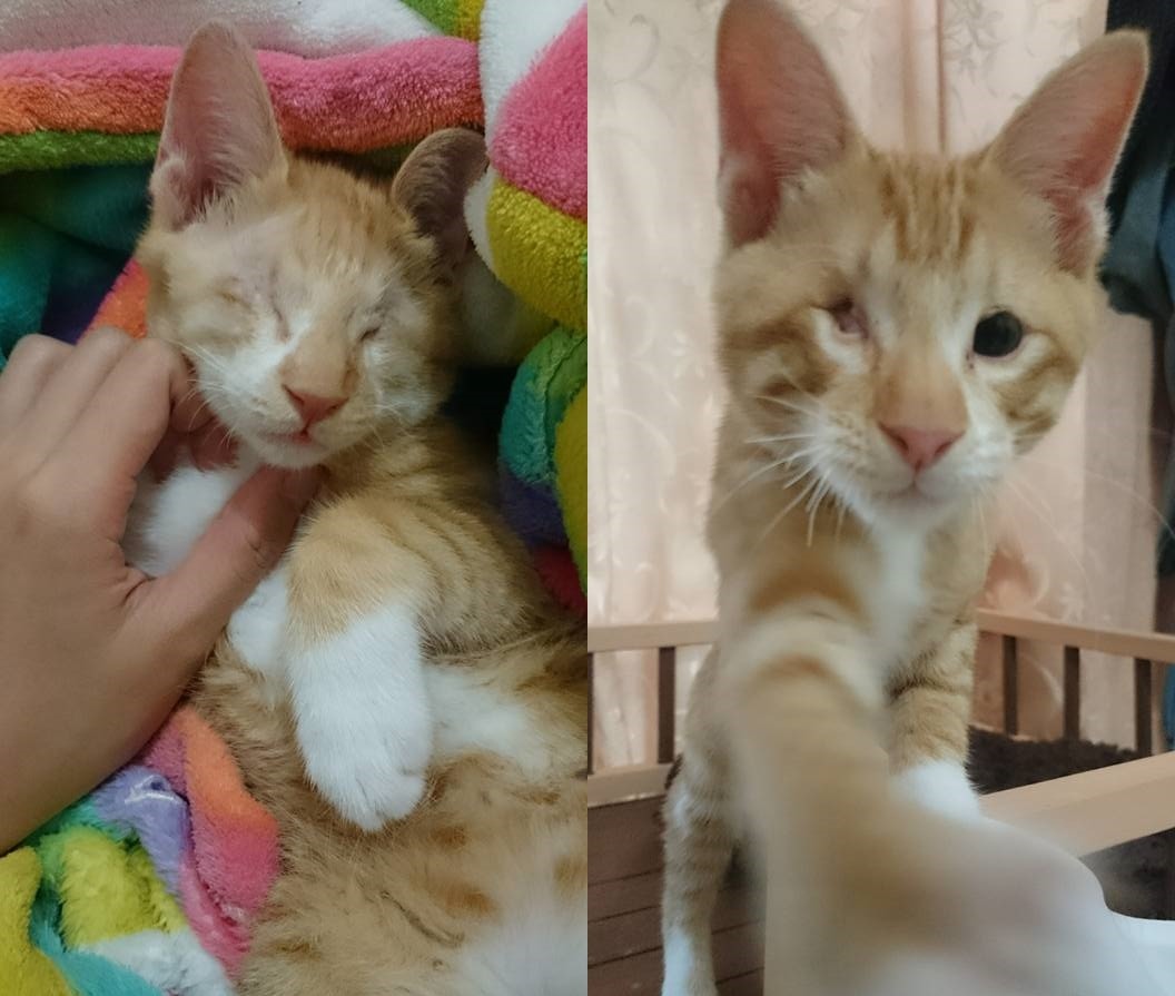 潤潤(左)拆線後復原良好，從今而後都會一直笑瞇瞇！現已送到了充滿愛的認養家庭過牠的幸福貓生了，送養那天我可是偷偷哭得淅瀝澕啦呢。圖右為長大後的大福，個性是三隻裡面最皮的，愛吃也愛玩。牠在潤潤送養後的一個半月，也到了新媽媽家做家裡的老么囉，新家還有另一隻獨眼的貓咪和牠一起組成偶像團體呢！新媽媽已經替牠安排了眼科門診，準備要動手術縫合右眼並重建左眼的上眼瞼喔。