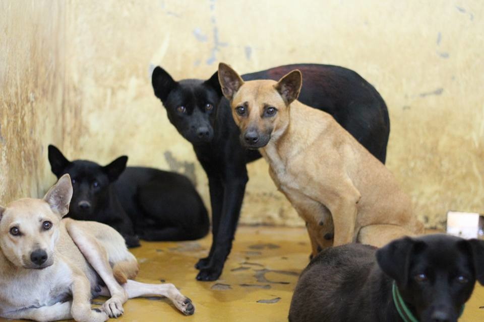 只要是米克斯、成犬、外貌沒特色、個性緊張或不親人，就有滿高的比例會被分到C區　安東尼/提供