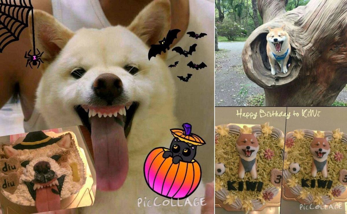 客製化狗蛋糕可依主人提供的照片製作出狗麵偶,左圖的牙齒就是丸丸媽親手一顆一顆小心捏出來的。 丸丸家寵物手作坊/提供