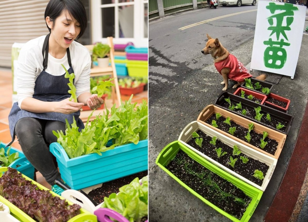 蔡悶悶(左)4年來送養了近200隻狗狗。為了給狗狗們充足的愛，中途的狗狗變多後，蔡悶悶聘請了原本就認識的愛爸來當狗保母。　取自青菜笠