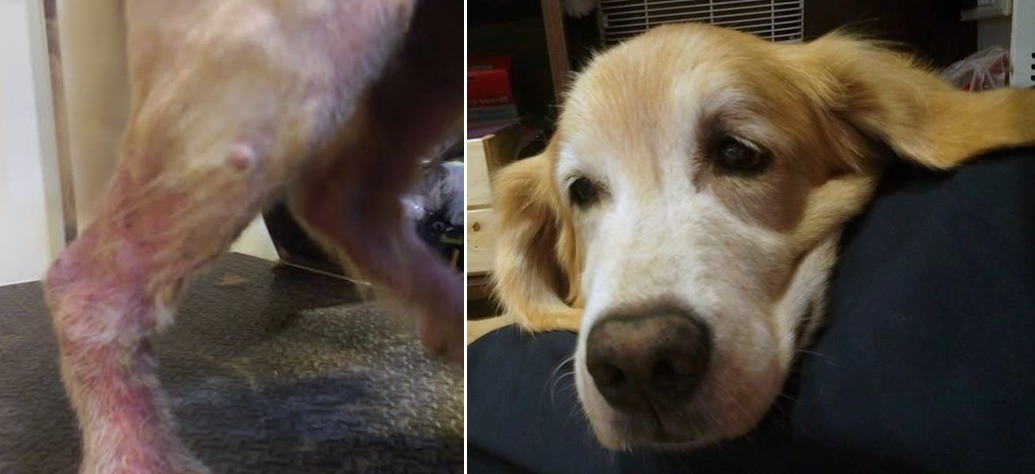 肥肥因為甲狀腺低下皮膚問題嚴重,但並不會傳染。 寵物洗澎澎/提供