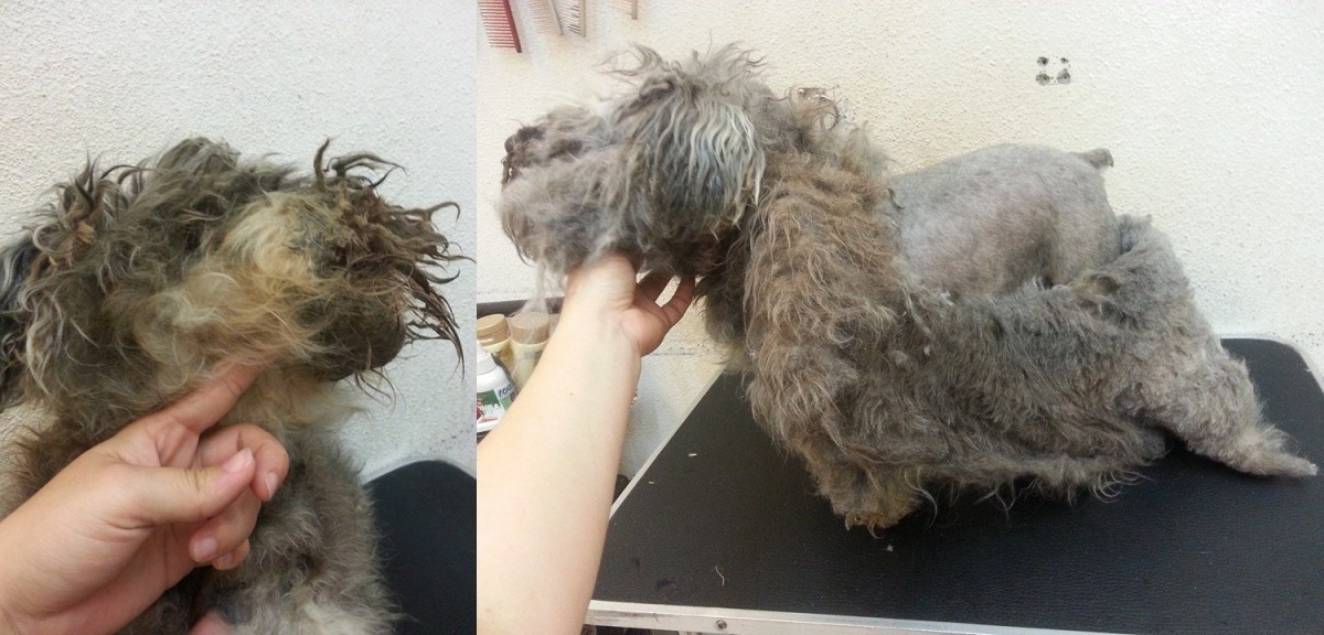 很多飼主常拖到真的沒辦法再拖了,才把毛孩送去寵物沙龍,這種時候,毛孩的毛都已經打結到梳不開,原本可愛的外貌也面目全非了。 李慶/提供