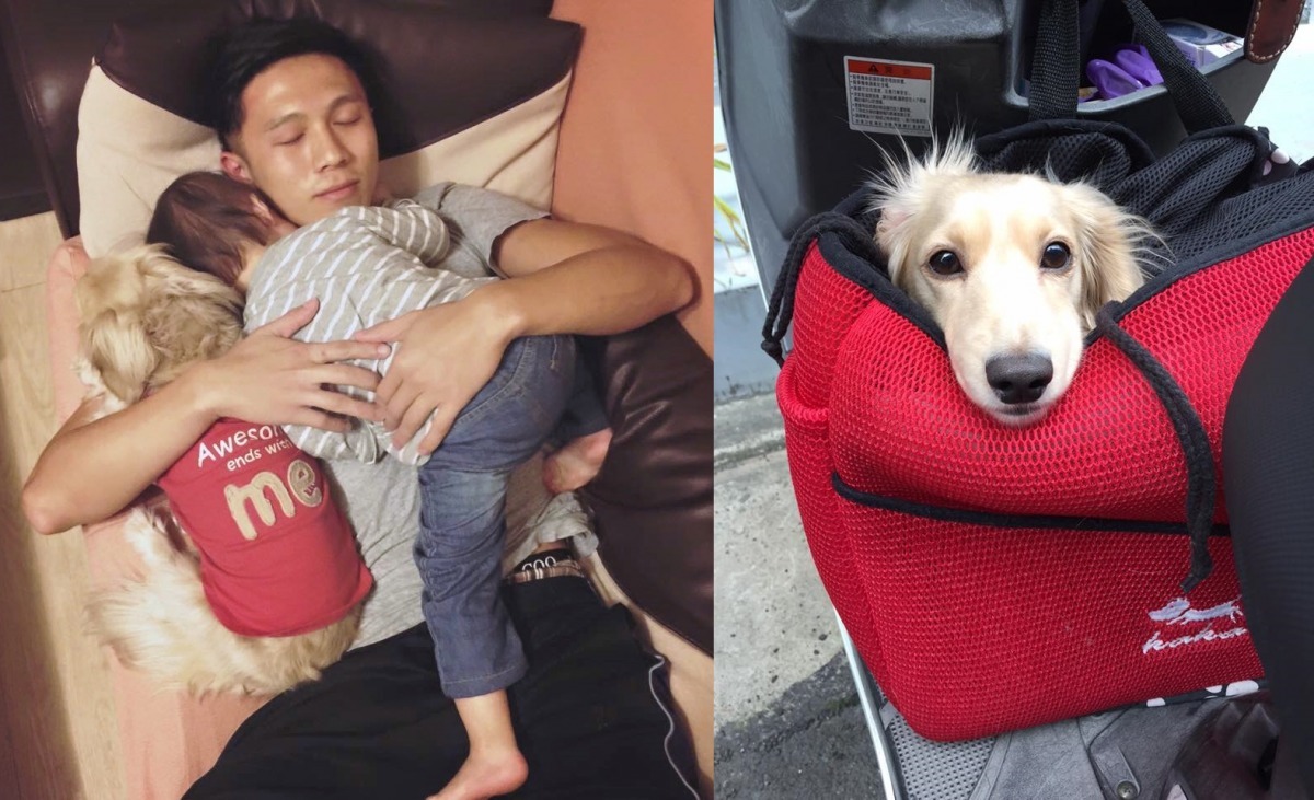 Nini是吳嘉育的愛犬，也是他走上寵美行業的理由。　取自Daddy's coming.- 型男爸爸寵物美容宅急便