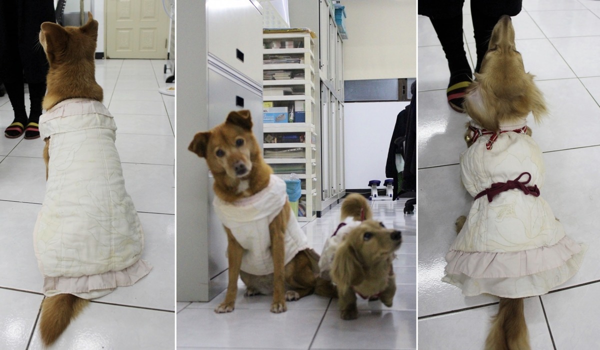 凱熙跟湄湄的衣服是用同一件舊床包做的。 Plump's House 胖胖屋手作寵物餐點/提供