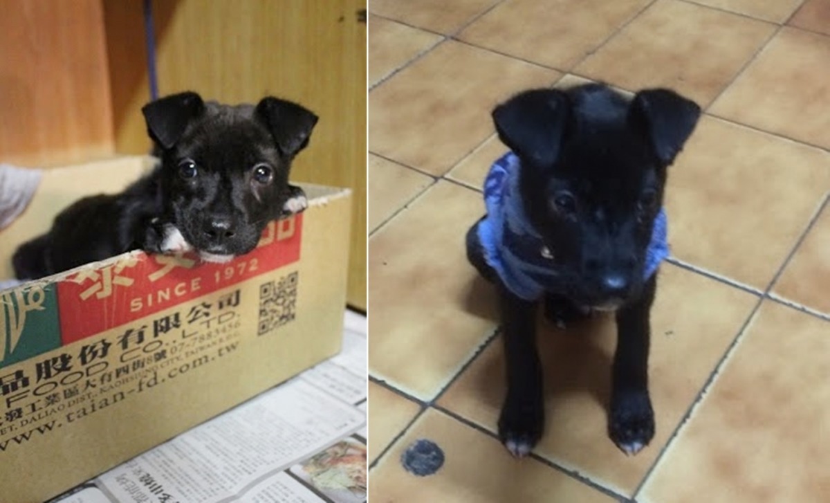 寒流來了，安安爸爸馬上幫牠添購新衣服(右)！安安趴在紙箱邊緣的樣子(左)是不是超萌呢？　安安媽媽／提供