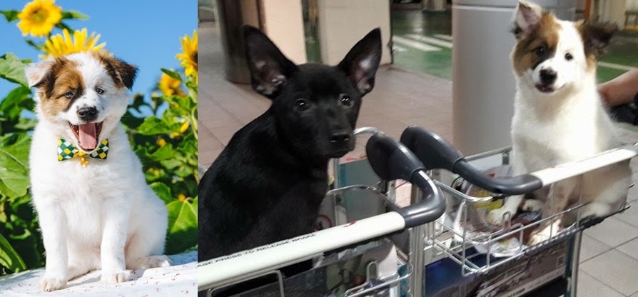 在向日葵花田裡拍了美美的宣傳照(左)，Mobby和同胎的黑狗兄弟要出國囉！　蔡悶悶/提供