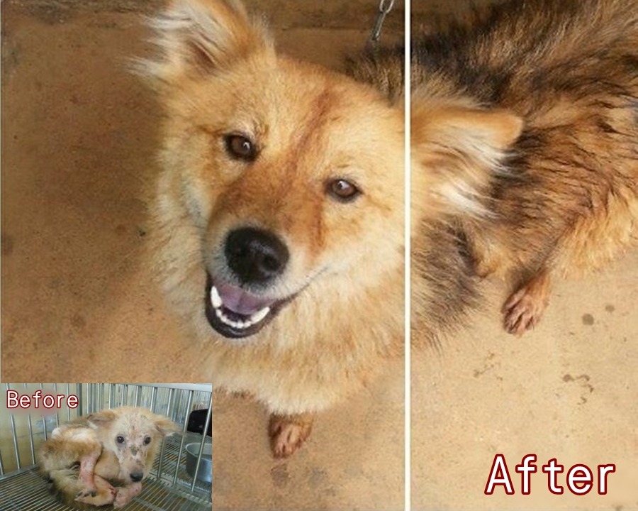 毛毛是卓于翔放在愛媽家中途的米克斯妹妹，經過良好照顧後，健康又漂亮。　卓于翔/提供