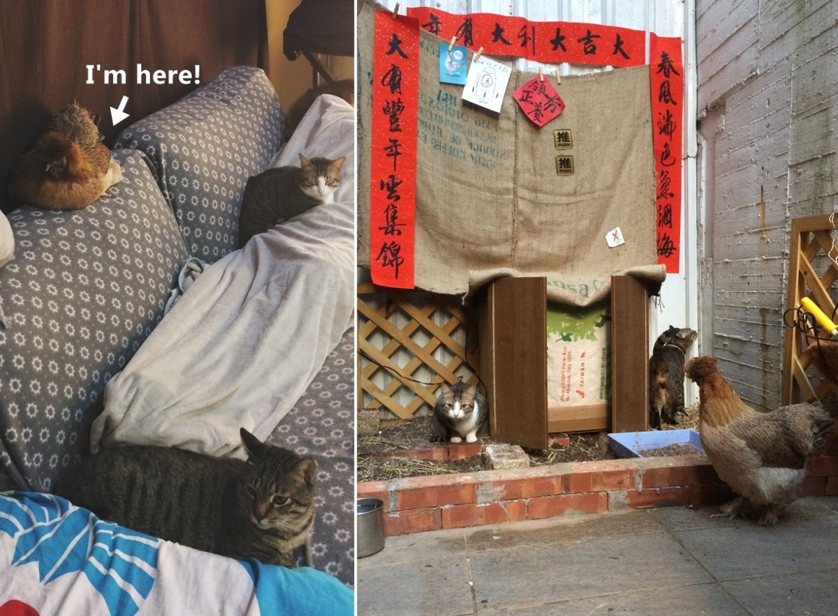 除非有調皮貓上前逗弄推推，否則牠和貓咪們通常井水不犯河水。　林瑪黛/提供