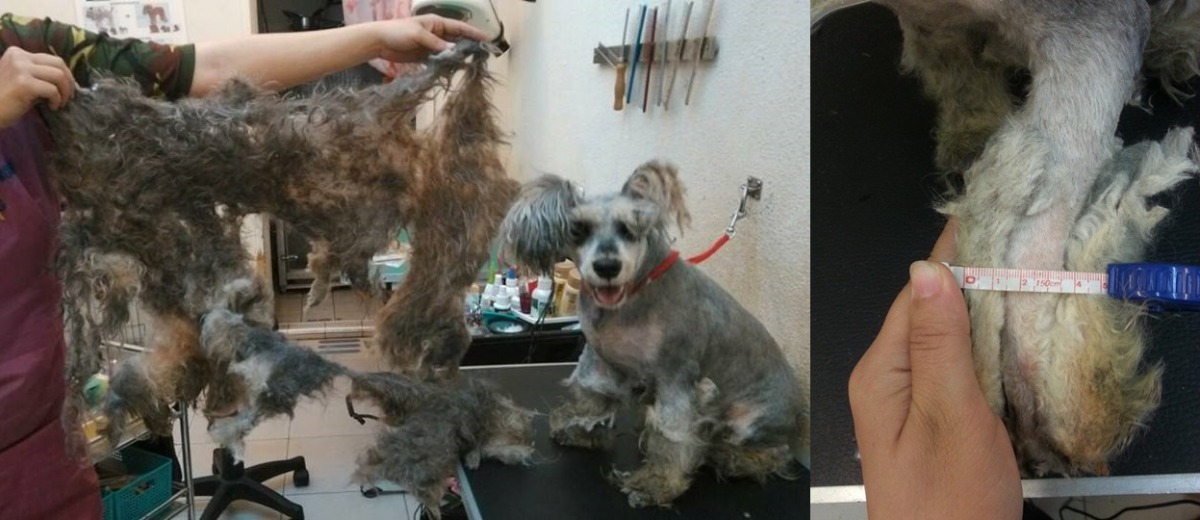 要幫全身打結的毛孩剃毛,頗需費一番心思,但飼主常不領情,認為剃毛非常容易省時間,幫毛孩剃毛的美容師不夠認真敬業。圖中的毛孩,毛已經長得比腳骨還厚。 李慶/提供