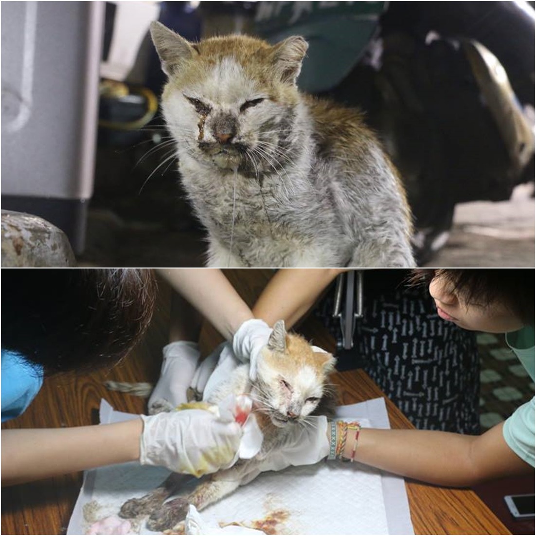 被駐紮團隊遇見時,將軍的狀況已經很糟。 取自駐紮任務 TNvR Mission Camp