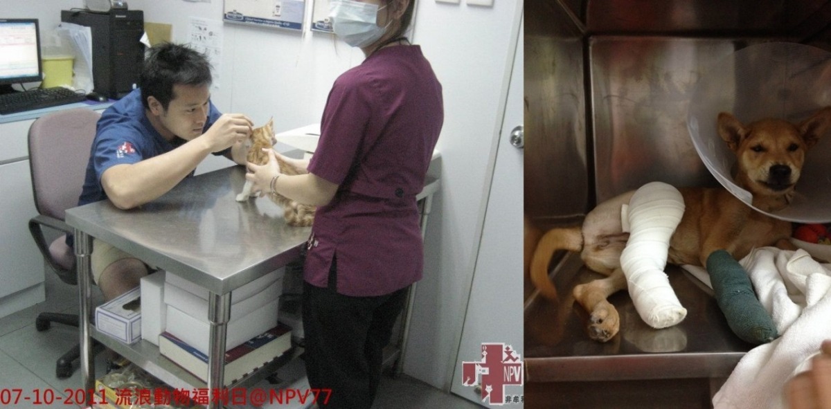 圖左為NPV的流浪動物福利日，圖右為NPV在獅山救援的浪犬。　取自NPV 非牟利獸醫服務協會