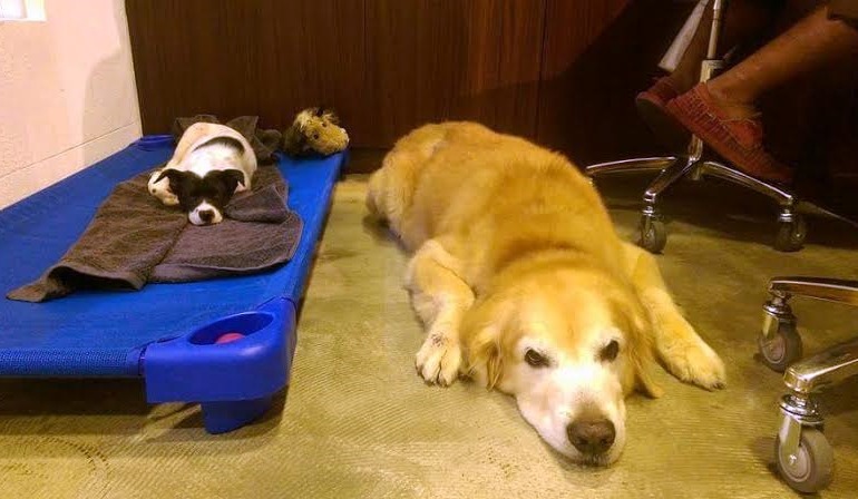 肥肥很關心店狗同伴們。 寵物洗澎澎/提供