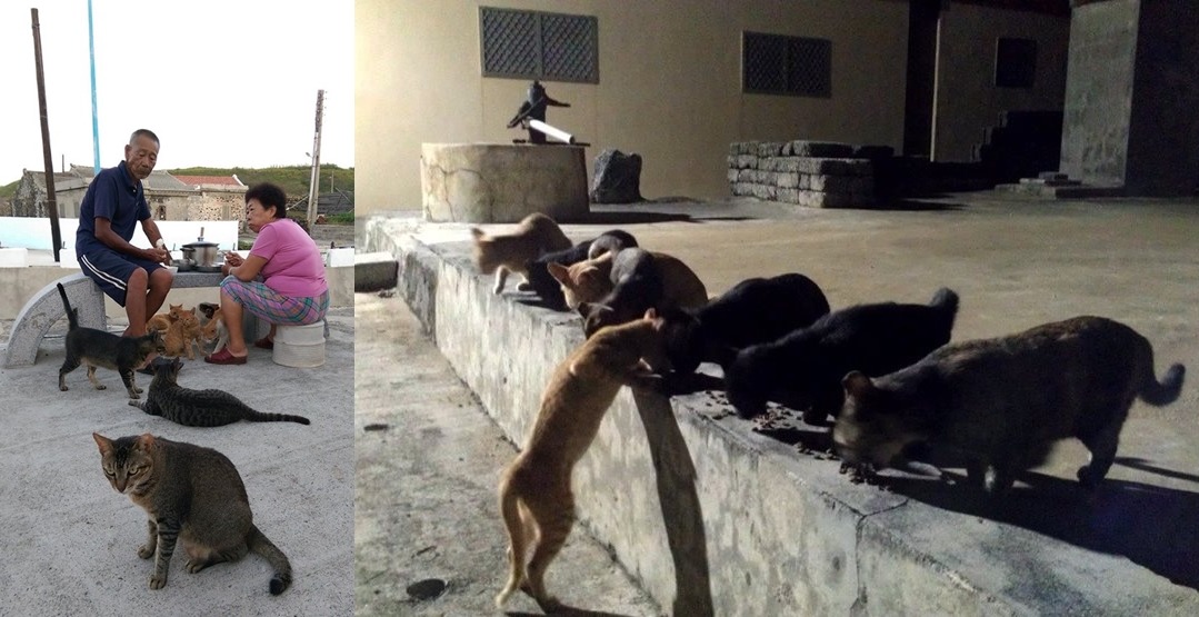 島貓們大多非常親人。 取自駐紮任務 TNvR Mission Camp