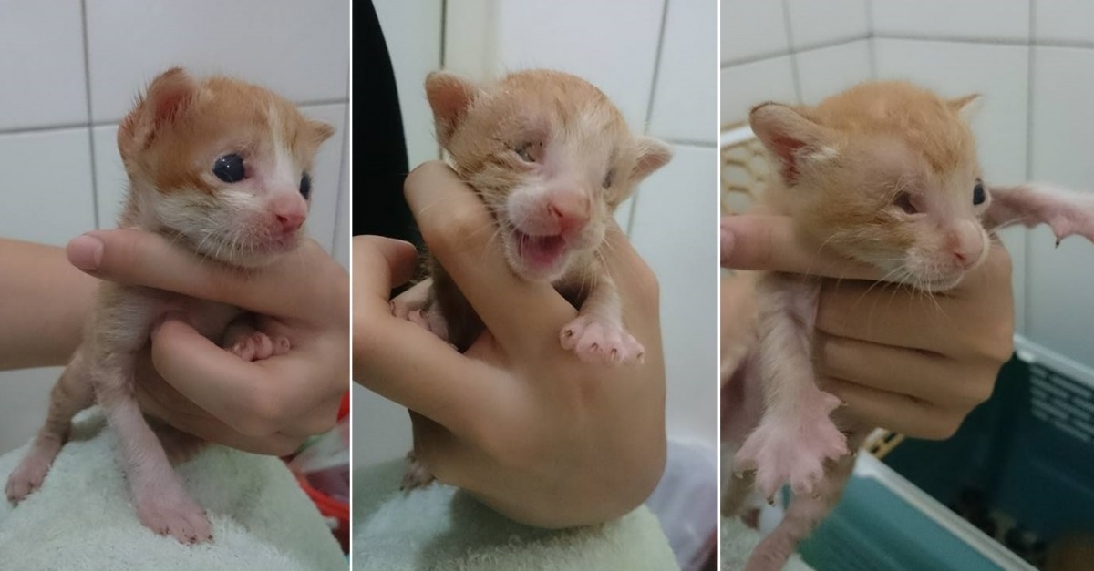 左為栗子燒，雙眼皆沒有完整的上眼瞼，不過視力正常。中為潤潤，雙眼全盲。圖右為大福，自己把原本就受傷而水晶體混濁的右眼抓破、流膿之後眼球萎縮。左眼先天性上眼瞼缺損。