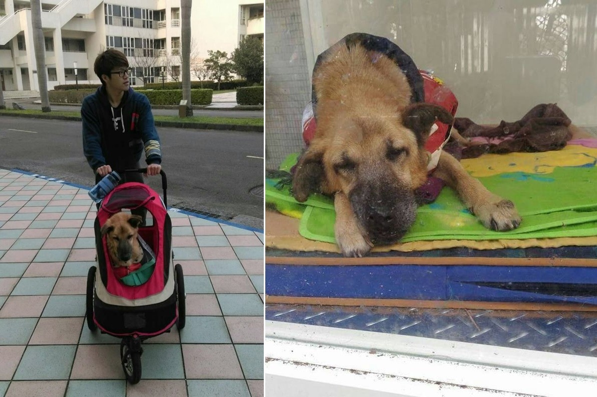 優漢現在走沒幾步就會累,去看醫生時都由校犬志工隊的同學推「優漢專車」帶牠去。 郭士銜/提供