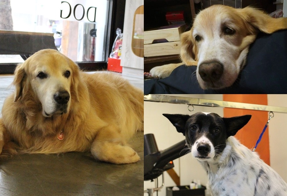 寵物洗澎澎三隻店狗個性迥異。圖左為福福,右上為肥肥,又下為Bonbon。 寵物洗澎澎提供,黃靖雅/攝