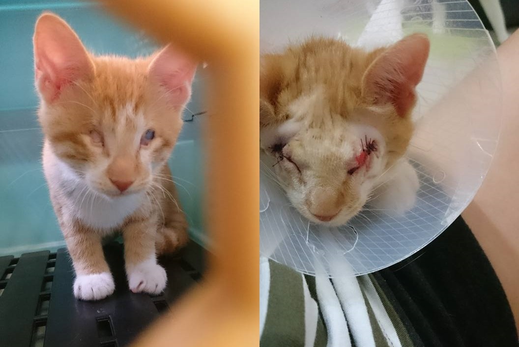 圖左為體重滿三公斤的潤潤，因為眼窩會有分泌物，為了避免將來細菌感染的風險，在醫師的建議下接受眼瞼縫合手術。圖右為剛動完手術的潤潤，麻醉藥退了之後，非常不舒服，不停地喵喵叫及轉圈圈，小小的身體要接受這麼大的苦痛，令人不捨。