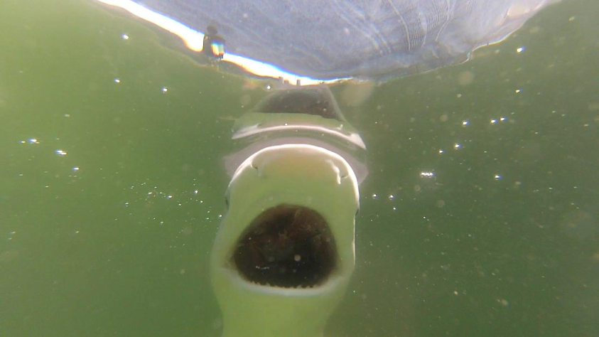 第四天,牙齒長出來囉! 水產試驗所東部海洋生物研究中心/提供