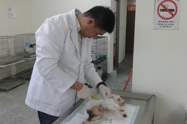 獸醫幫狗狗清創、輸液,並做好保暖措施,仍救不回牠的性命。 基隆市動物保護防疫所/提供