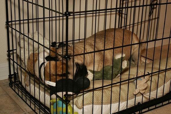 在籠子裡放滿寵物喜歡的東西,就可以讓牠愛上籠子。 Flickr_ Tigole Bitties