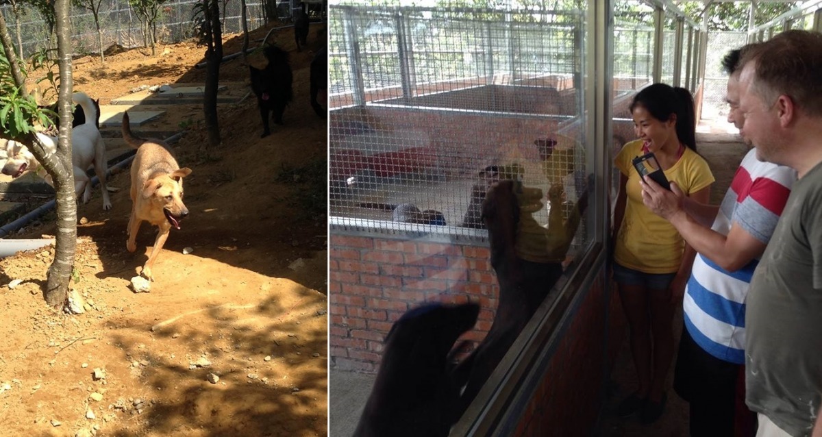 The PACK Sanctuary的犬舍Dog Kindom(圖右)很乾淨，外面還有鐵網圍成的花園運動區(圖左)可讓狗狗奔跑。　The PACK Sanctuary/提供