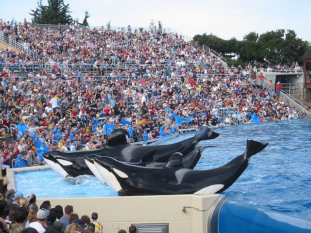 美國加州海洋世界的虎鯨秀。圖片來源：MPR529（CC BY-NC-ND 2.0）