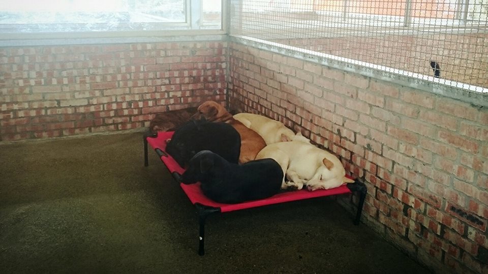 熱情的民眾合資捐贈的大號飛行床，可讓全部的狗狗共同使用。　The PACK Sanctuary/提供