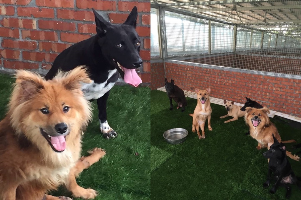 這些癱瘓的狗狗被照顧得很不錯！每隻都笑嘻嘻！　The PACK Sanctuary/提供