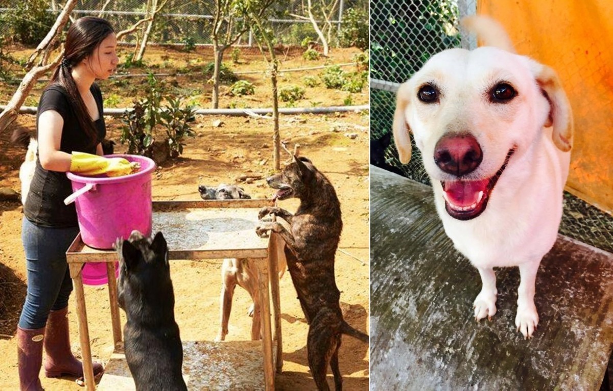 看這些狗狗健康活潑的樣子，很難以想像他們原本多是受傷，或有行為問題的狗狗。　The PACK Sanctuary/提供