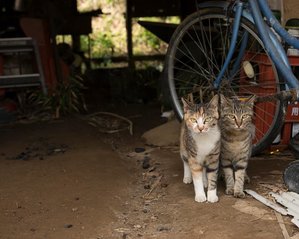你想知道這兩隻相依為命的貓叫什麼名字，有什麼故事嗎？　取自上村雄高「Call My Name」日本福島犬貓紀錄展