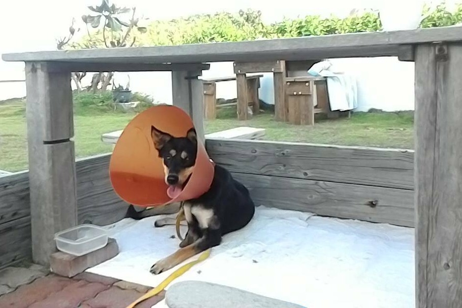 Fly後來由Mandy的朋友收留，怕生的牠已經會搖尾巴了。  Mandy/提供