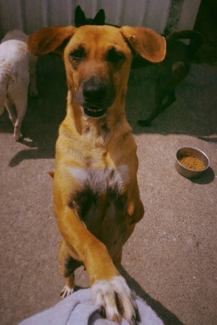 個性溫馴的袋鼠，現在是Mandy家中的一份子。  Mandy/提供