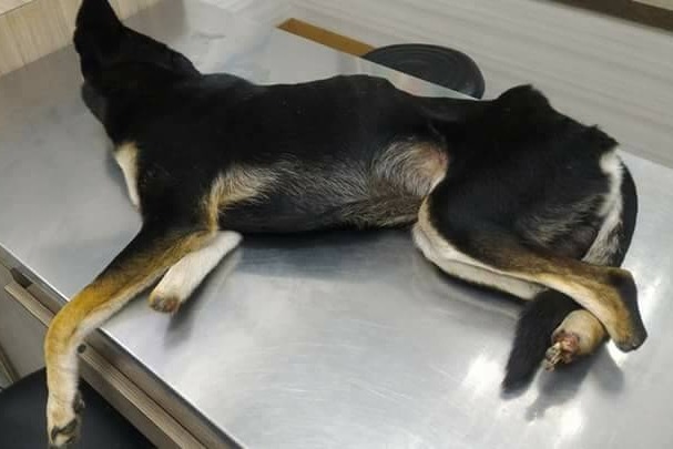 Fly在墾丁國家公園的範圍內生活3年，被獸鋏奪去三隻腳。  Mandy/提供