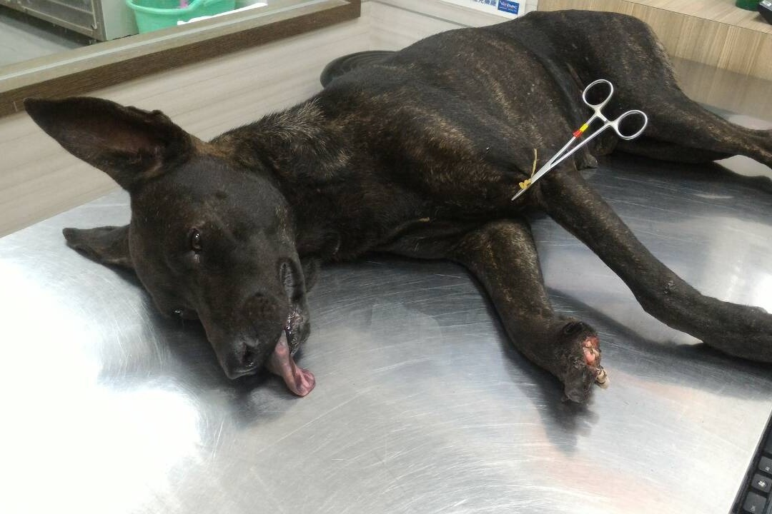 訪談結束沒多久，Mandy又救援一隻被獸鋏傷得見骨的狗兒。  Mandy/提供