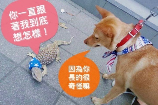 大炮和瞳瞳會帶歐弟和殺殺一起出門玩。 藝慾/提供