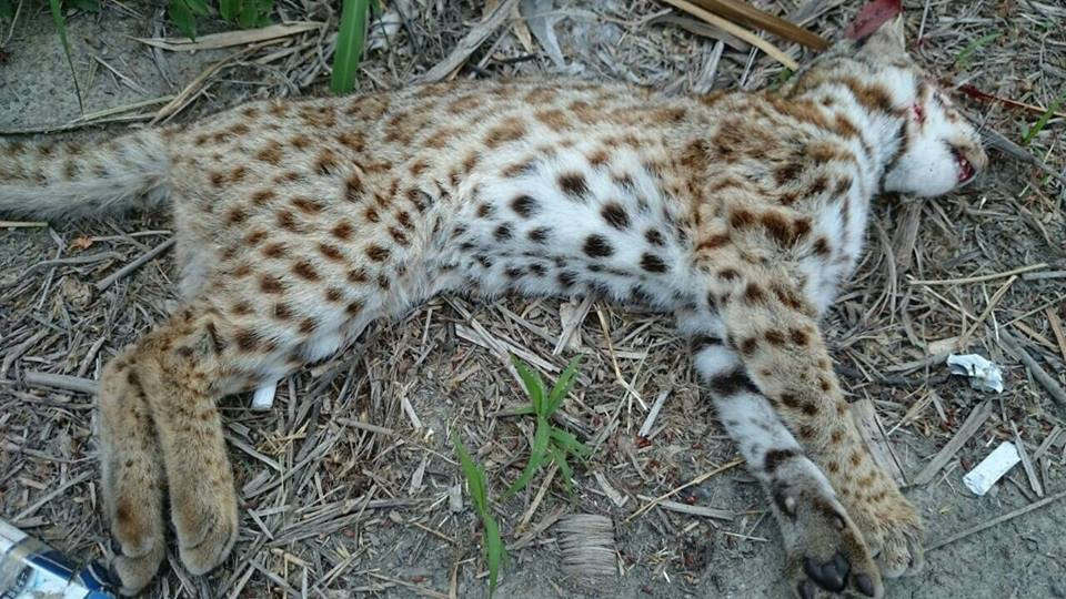 石虎在台灣處境艱難，圖為被路殺的石虎。　取自石虎保育大使  阿虎加油