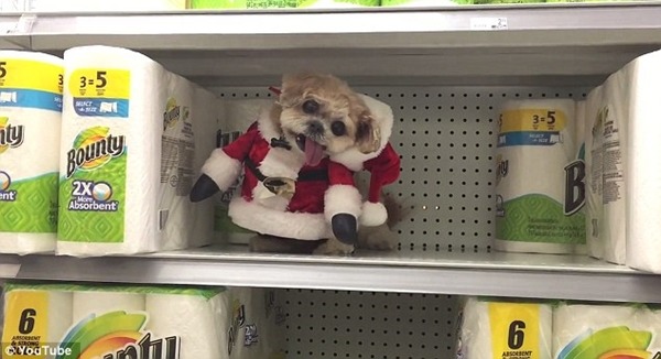 送你衛生紙當聖誕禮物好嗎? 取自Youtube