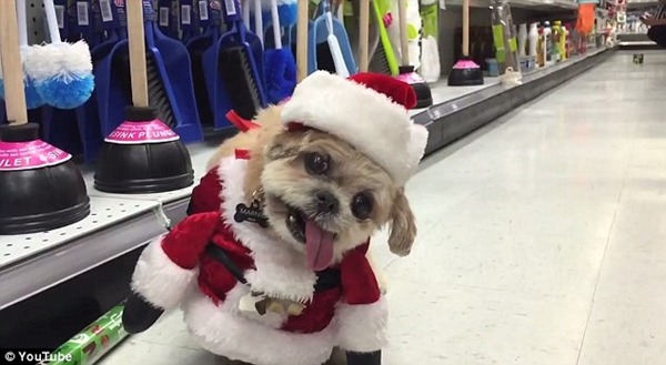 馬桶吸盤,夠實用吧! 取自Youtube