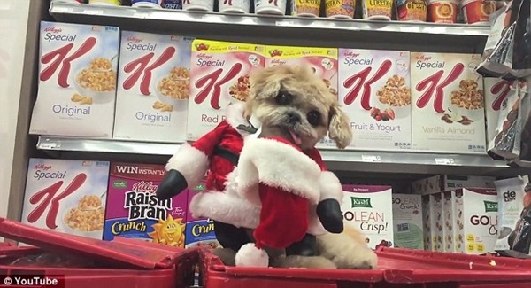 人類,不要總想著吃嘛! 取自Youtube