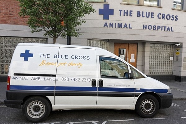 獸醫說,幸好德國狼犬體型夠大,酒精才沒對牠造成傷害,但小型犬可能會致命,提醒飼主一定要注意。 取自英國《每日郵報》