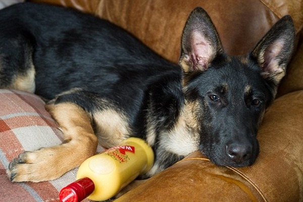 主人到家發現狗狗不太能走路,還會撞到牆,看到碎落一地的玻璃才驚覺大事不妙。 取自英國《每日郵報》