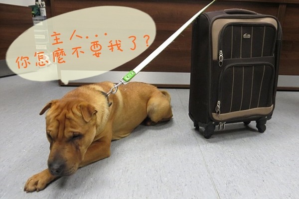 沙皮米克斯Kai被丟棄在英國蘇格蘭一處火車站，一旁的行李箱還裝著牠的家當。　取自英國《每日郵報》